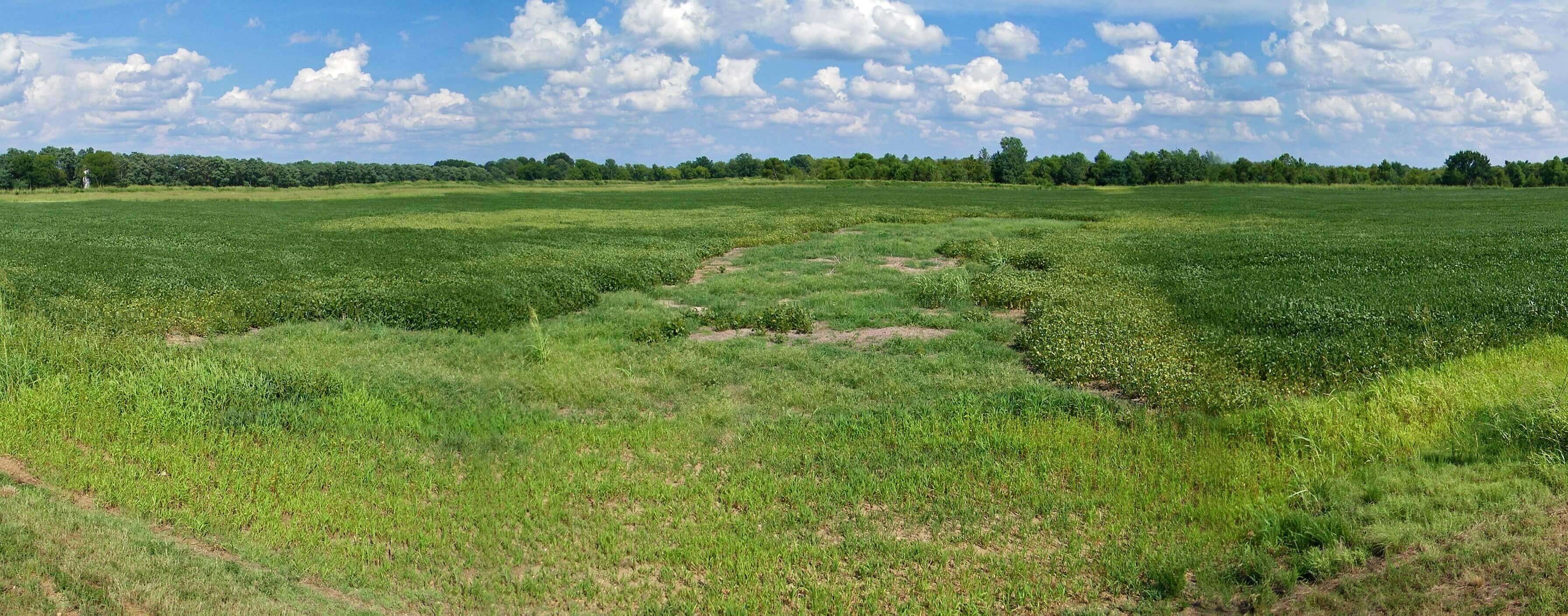 A wide, flat field of dense green cover crops growing on reclaimed dredged material, with a treeline and blue sky beyond.